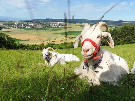 Ziegen auf der Weide