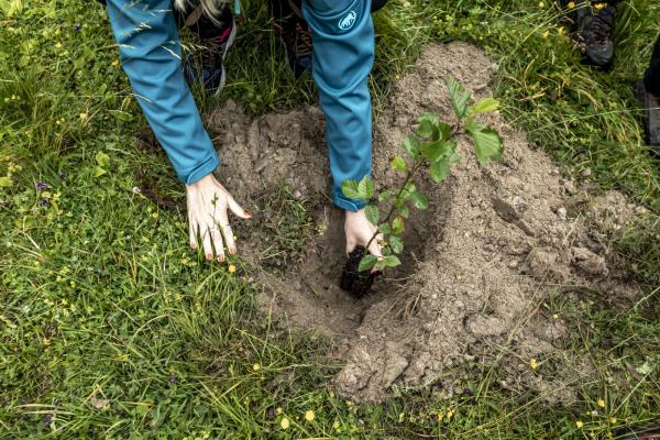 Jungbaum wird gesetzt
