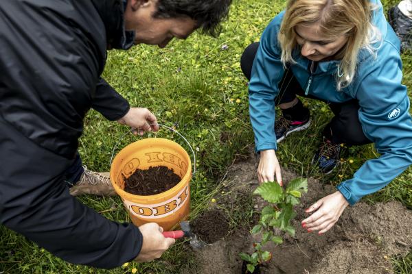 Jungbaum wird eingegraben