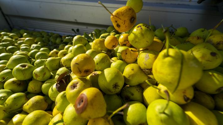 Birnen Ernte