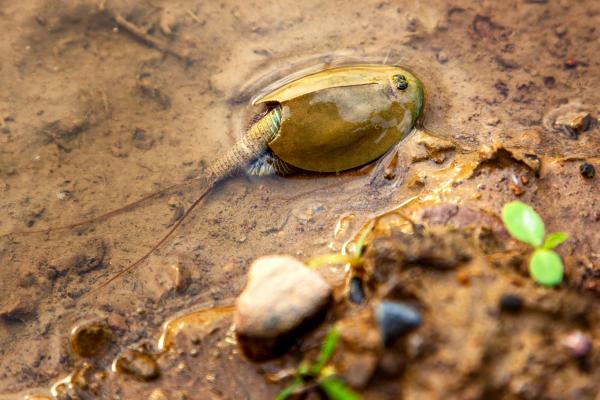 Triops