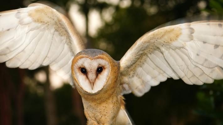 Schleiereule mit geöffneten Flügeln