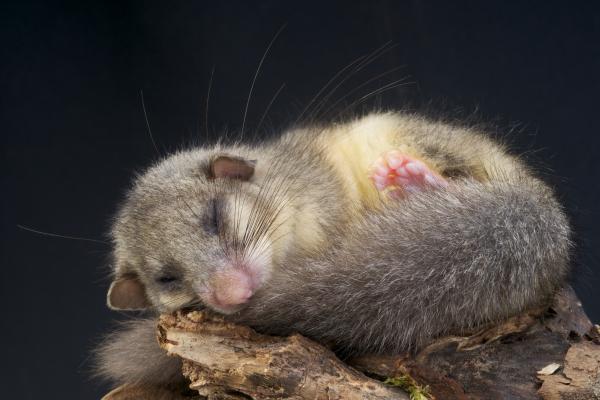 Eingerollter Siebenschläfer