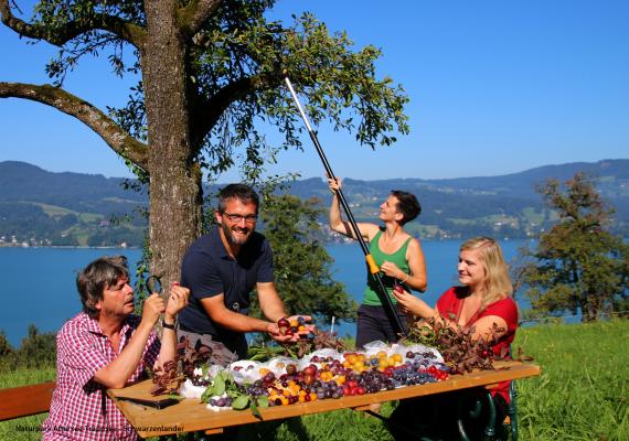 Sortenvielfalt an Zwetschken