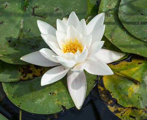 weiße Seerose
