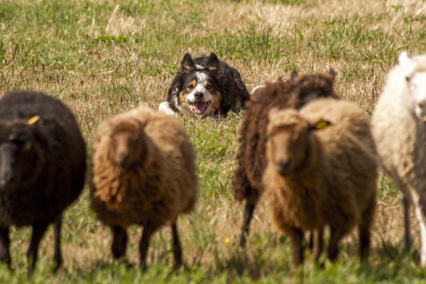 Border Collie beim Hüten von Schafen