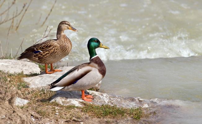Stockente