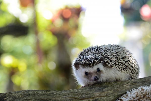 Igel auf Baumstamm
