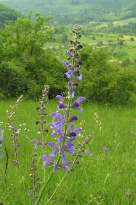 Wiesensalbei