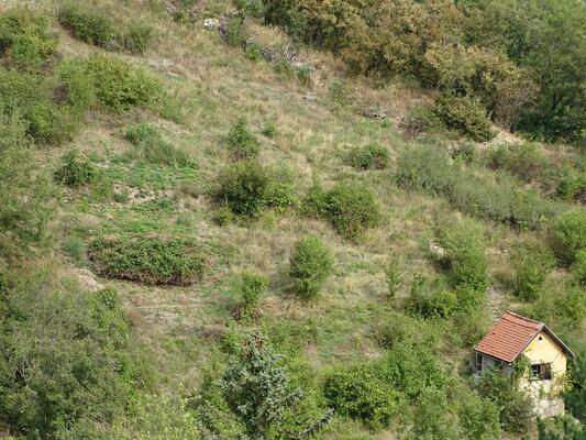 Biodiversitäts-Hotspot in Döbling
