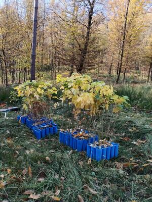 Klimafitter Wald