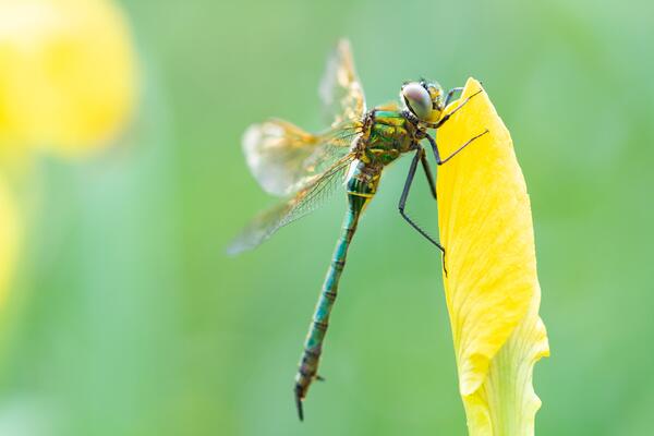 Libelle