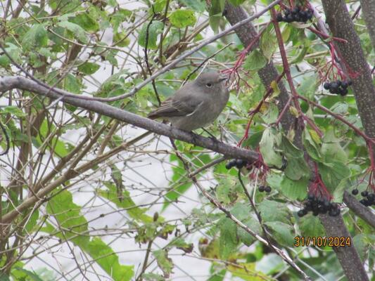 Vogel sitzt auf Ast im Busch