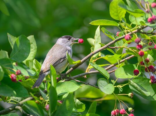 Ein Vogel mit einer Beere im Mund sitzt auf einem grünen Ast