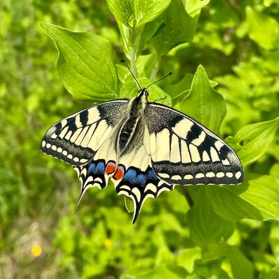 gelber Schmetterling auf einem grünen Blatt 