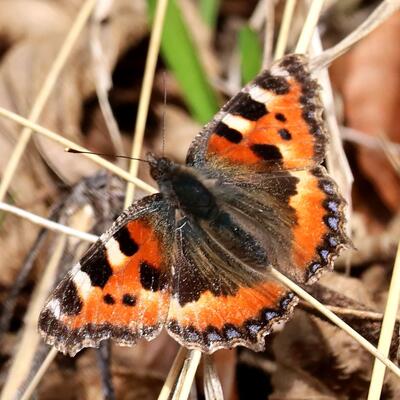 Kleiner Fuchs © Johannes Teufl / schmetterlingsapp.at/sichtung/1027233 Kleiner Fuchs (Aglais urticae)