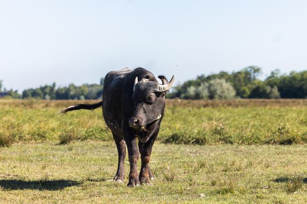 Wasserbüffel im Nationalpark Neusiedler See - Seewinkel © Stefan Zamisch Wasserbüffel auf Weide