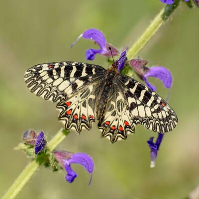 Osterluzeifalter © Edith Ehm / schmetterlingsapp.at/sichtung/900715 Osterluzeifalter (Zerynthia polyxena)