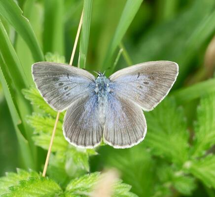 © Christian Rosker Kreuzenzian-Ameisenbläuling