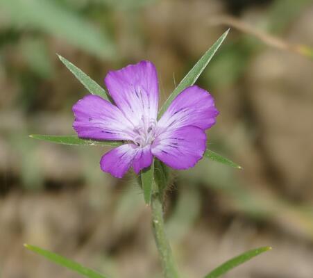 © Christian Rosker Nelke