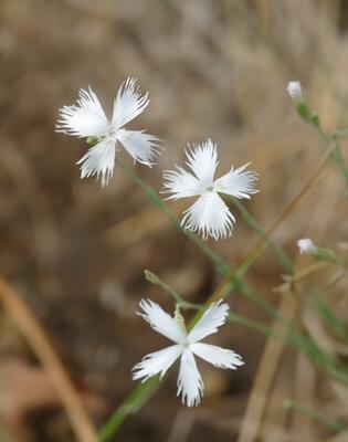 © Christian Rosker Sandnelke