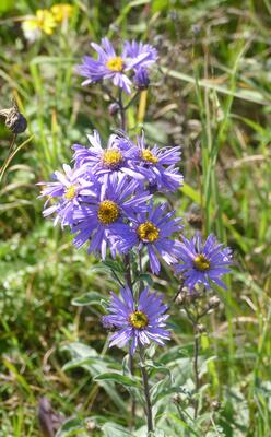 © Christian Rosker Astern