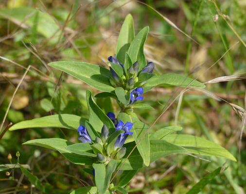 © Christian Rosker Kreuzenzian