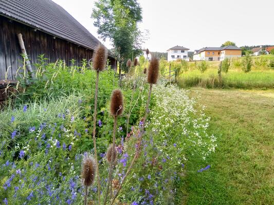 Wilde Karde Blühstreifen © Johannes Maurer Ein Blühstreifen mit Blumen