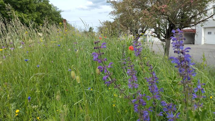 blühender Insekten Highway