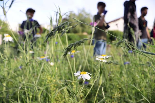 Blühpflanzen für Insekten