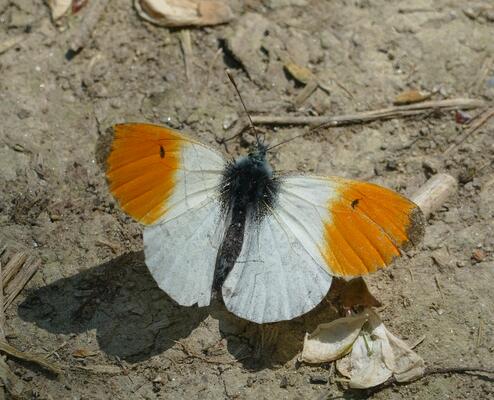 © Christian Rosker Aurorafalter