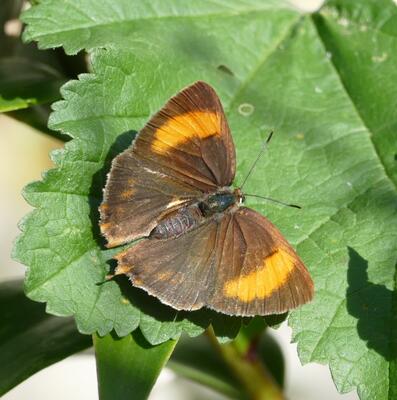 © Christian Rosker Nierenfleck-Zipfelfalter