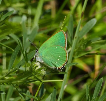 © Christian Rosker Grüner Zipfelfalter