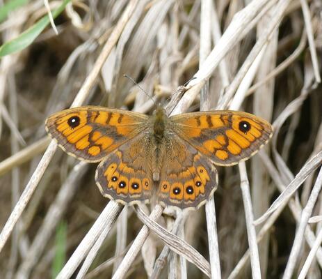 © Christian Rosker Braunscheckauge