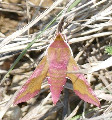 © Christian Rosker Weinschwärmer