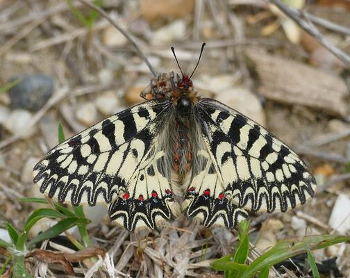 Osterluzeifalter © Christian Rosker Osterluzeifalter