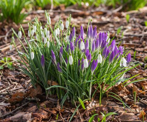 Schneeglöckchen (Galanthus nivalis)