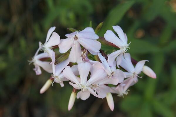 Seifenkraut (Saponaria officinalis)