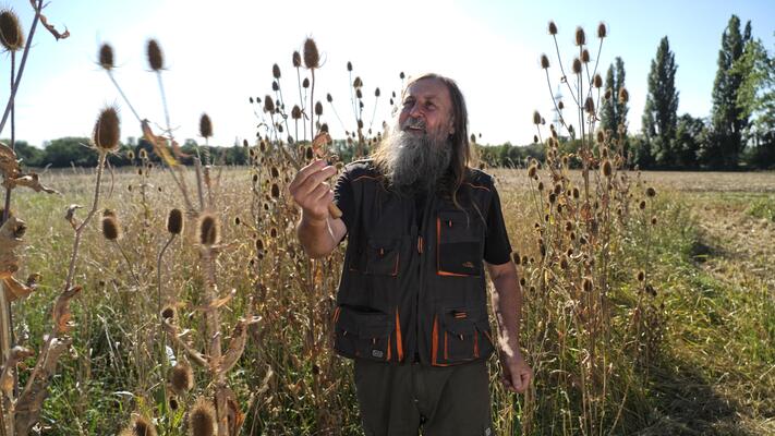 Mann im Wilde Karde Feld 