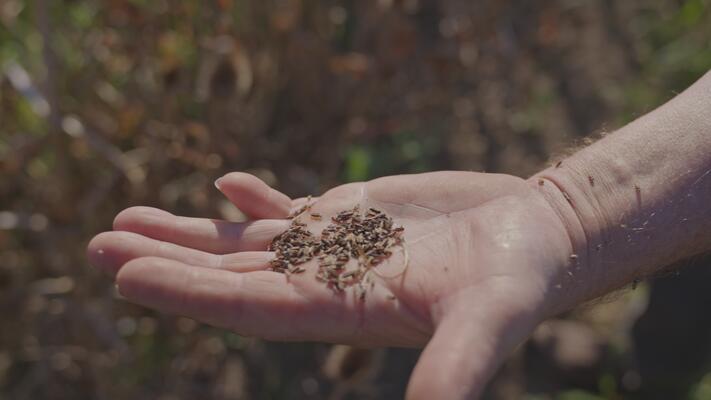 Samen der Wilden Karde © Foxlane Films Samen der Wilden Karde