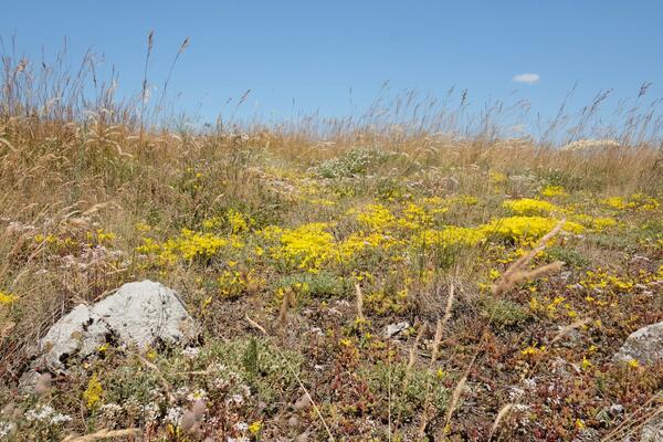 Trockenrasen-Mosaik mit gelb und weiß blühendem Mauerpfeffer
