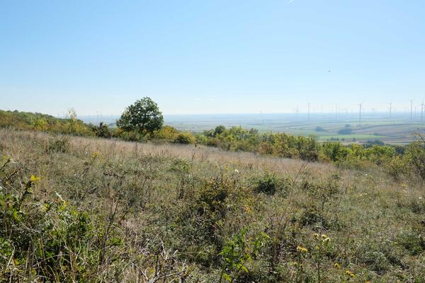 verbuschte Trockenrasen 