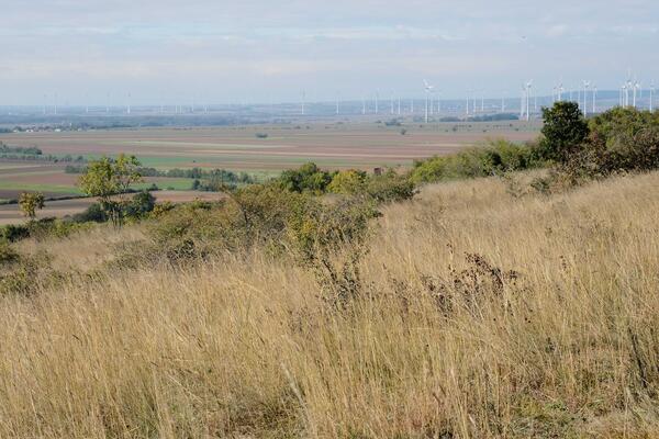 verbuschte Trockenrasen 