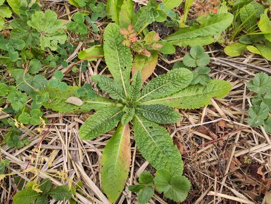 Wilde Karde Blattrosette © Johannes Maurer Wilde Karde Blattrosette