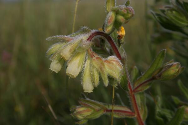 blühende Sand-Lotwurz mit Wildbiene