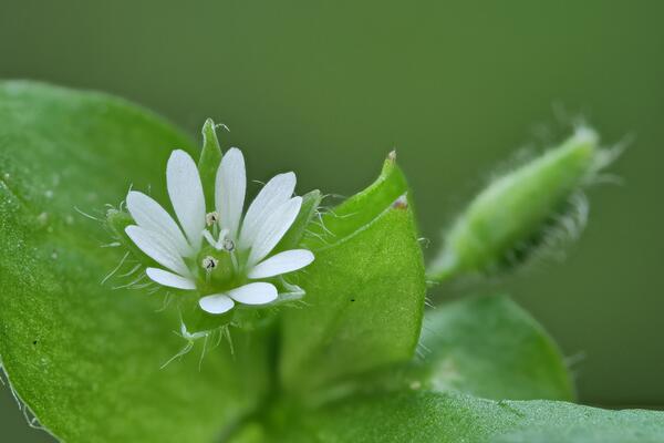 Stellaria holostea