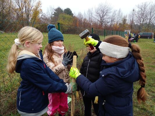 Heckenpflanzung im November 2025