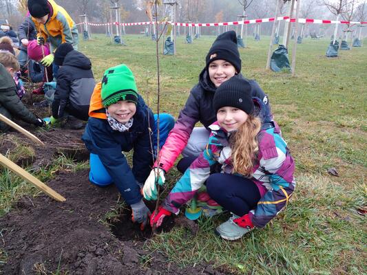 Heckenpflanzung im November 2025