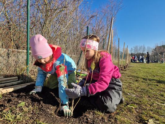 Heckenpflanzung im November 2025