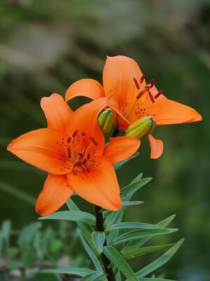 Feuerlilie vor unscharfem Hintergrund